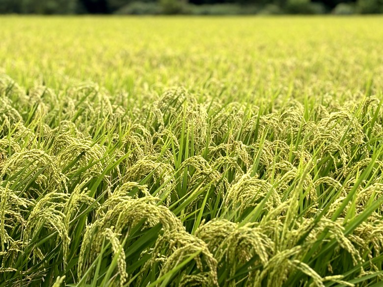 N MAX 之從故宮到新竹長和宮(相傳廟中有媽祖聖母的一束頭髮)