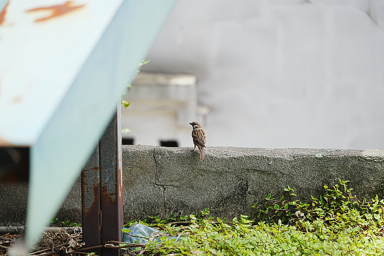 點我看大圖 Tamron 50-300mm f/4.5-6.3 Di III VC VXD(A069)評測報告|戶外取景更便利、近攝能力同步升級!