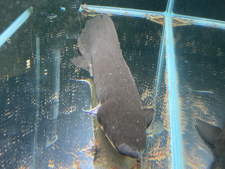 澳洲肺魚飼養分享