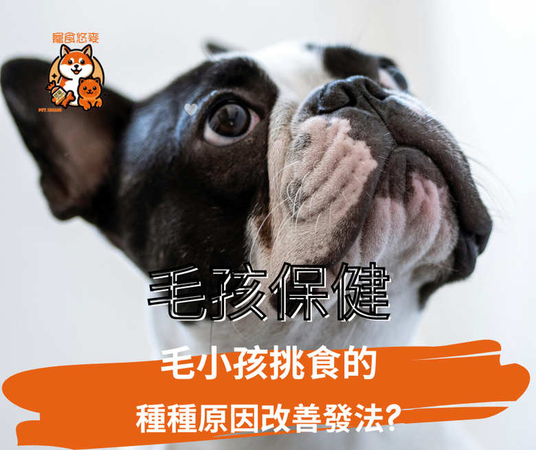 毛孩保健 毛小孩挑食的種種原因改善發法?