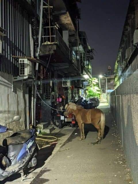 在巷子養馬合法嗎