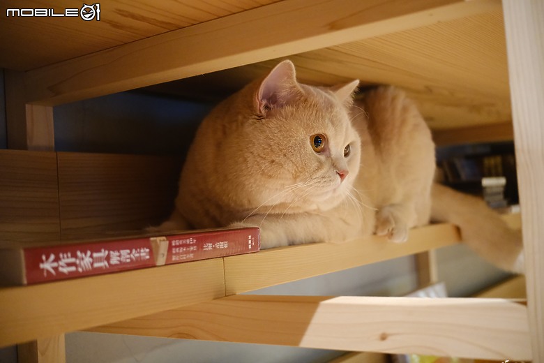 【開箱】桃園市32坪實木與水泥宅裝潢入住心得分享