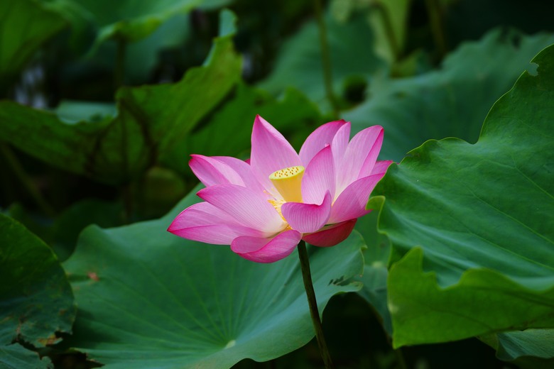 夏荷，2024，與A850~