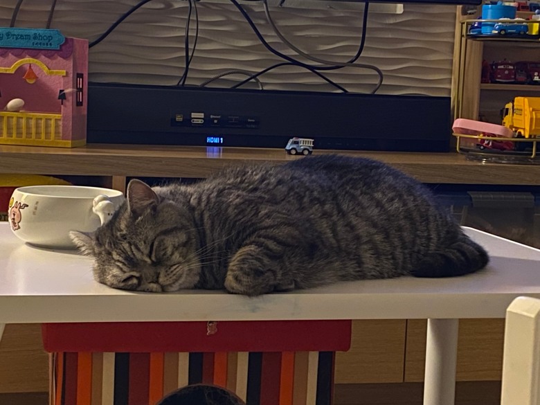 貓咪意外檢查出胰臟炎~台北博愛動物醫院