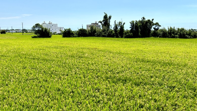 N MAX 之從故宮到新竹長和宮(相傳廟中有媽祖聖母的一束頭髮)