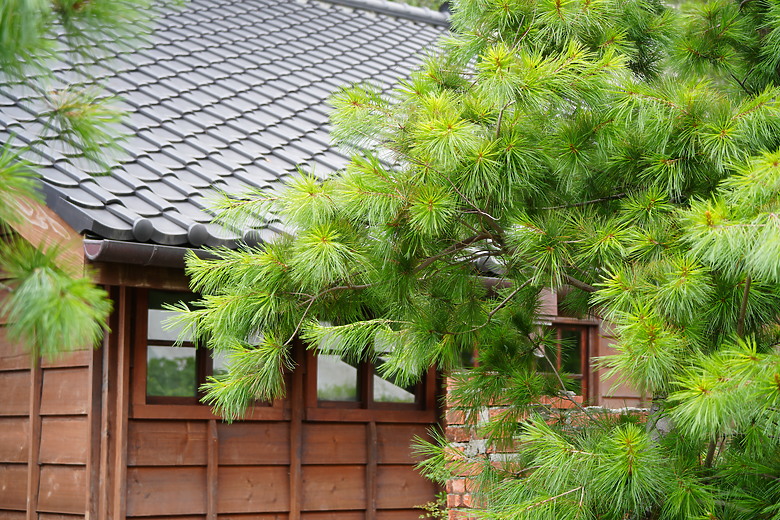 點我看大圖 Tamron 50-300mm f/4.5-6.3 Di III VC VXD(A069)評測報告|戶外取景更便利、近攝能力同步升級!