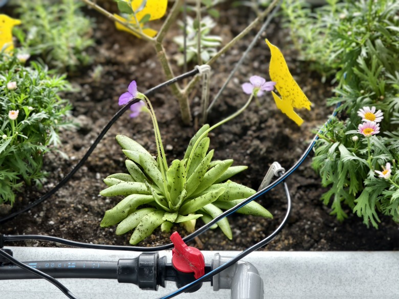小小陽台大大花園 食蟲植物與梔子花海