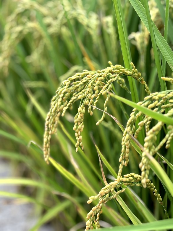 N MAX 之從故宮到新竹長和宮(相傳廟中有媽祖聖母的一束頭髮)