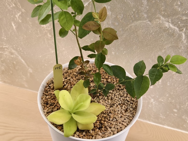 小小陽台大大花園 食蟲植物與梔子花海