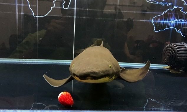 澳洲肺魚飼養分享