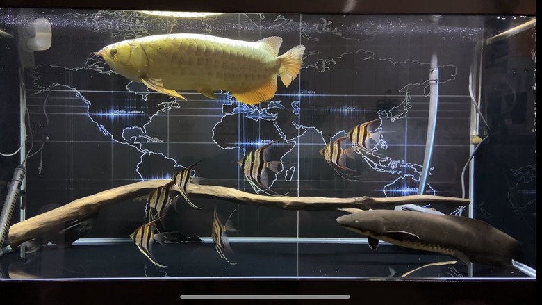 澳洲肺魚飼養分享