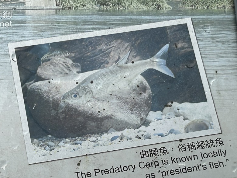 日月潭環潭自行道(上)伊達邵水上自行車道