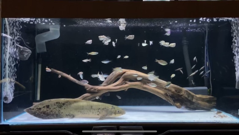 澳洲肺魚飼養分享