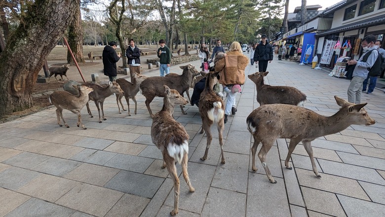點我看大圖 奈良公園找鹿玩 東大寺