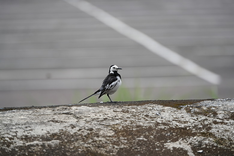 點我看大圖 Tamron 50-300mm f/4.5-6.3 Di III VC VXD(A069)評測報告|戶外取景更便利、近攝能力同步升級!