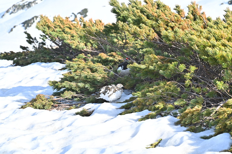 白雪皚皚的立山黑部與鬱鬱葱葱的上高地散步之旅-上