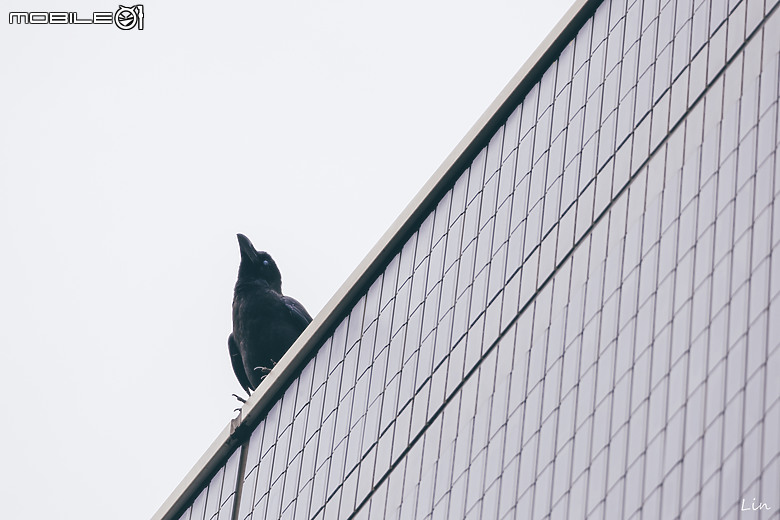 出遊分享 Canon EOS R8 (日本遊記) (停更)