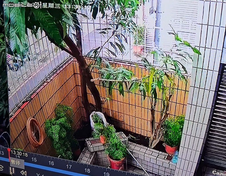 高雄三米高芒果樹免費贈送(已結束)
