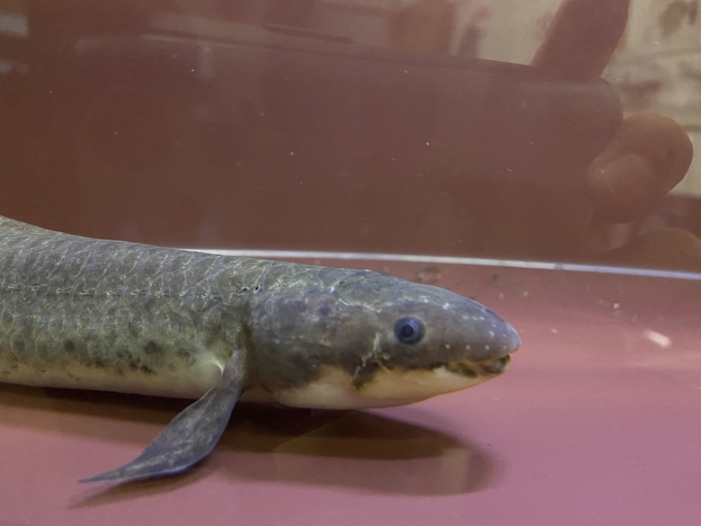 澳洲肺魚飼養分享