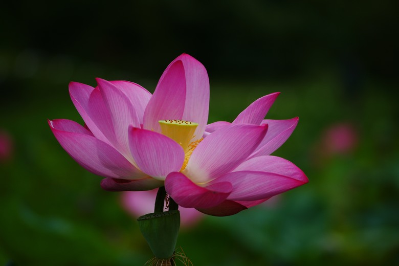 夏荷，2024，與A850~