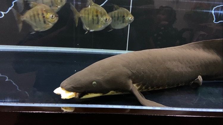 澳洲肺魚飼養分享