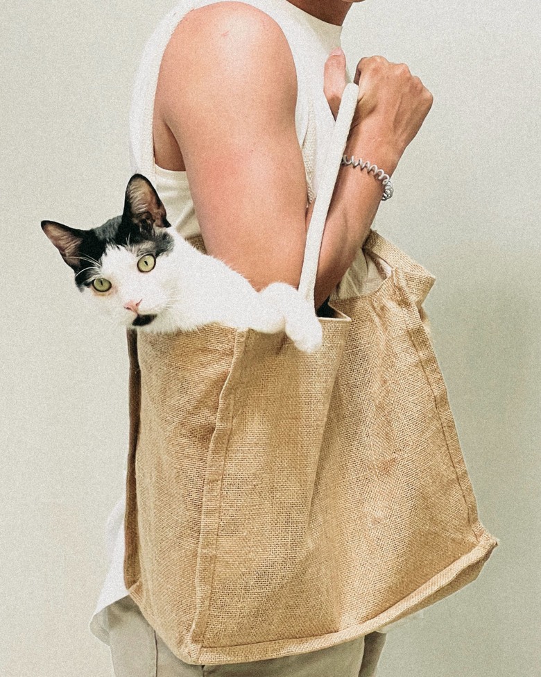 🐱分享想去市場的賓士貓🐱