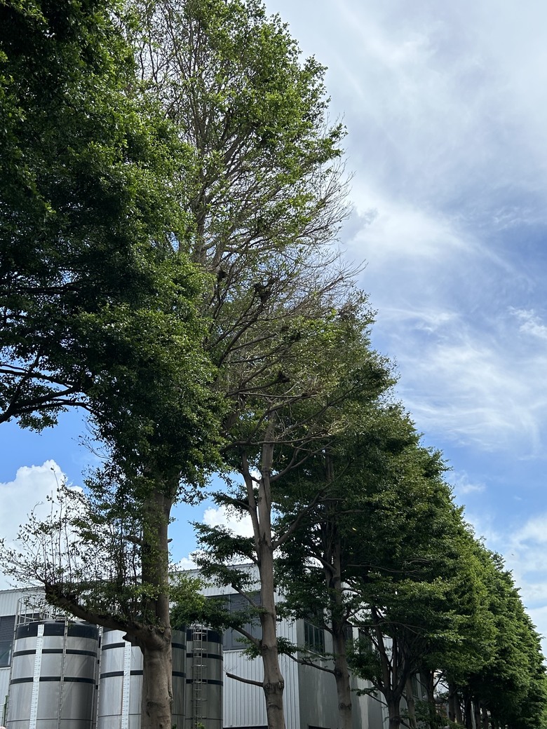 清翠綠葉落滿地，即將枯死?