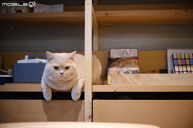 【開箱】桃園市32坪實木與水泥宅裝潢入住心得分享