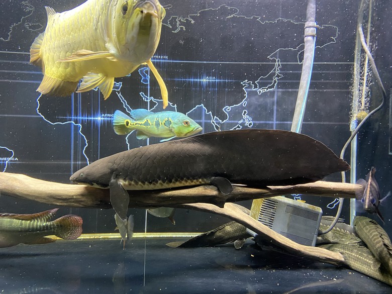 澳洲肺魚飼養分享