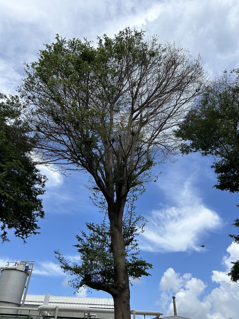清翠綠葉落滿地，即將枯死?
