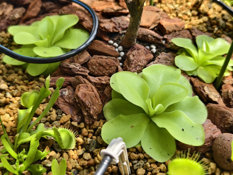 小小陽台大大花園 食蟲植物與梔子花海
