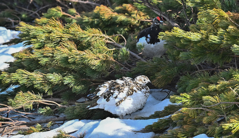 白雪皚皚的立山黑部與鬱鬱葱葱的上高地散步之旅-上