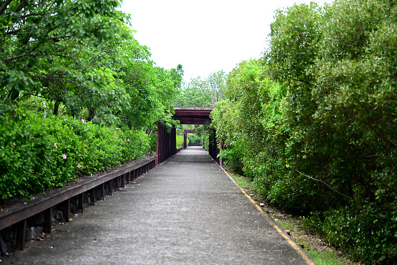 Z9+663梅雨季拍燕子，介紹落日灣、右岸濕地、鵬村濕地和鳥仔咖。加映Z6III拍燕子及崁頂生態公園。