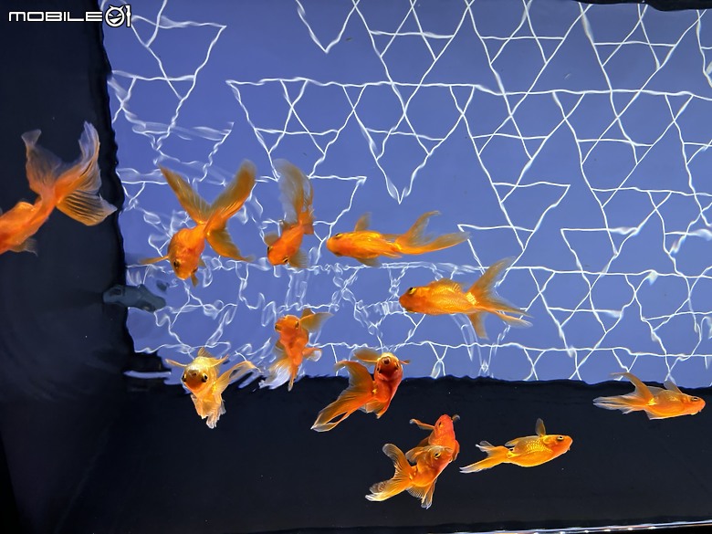 東京之旅｜東京晴空塔下的神祕的海洋奇妙冒險：墨田水族館一遊
