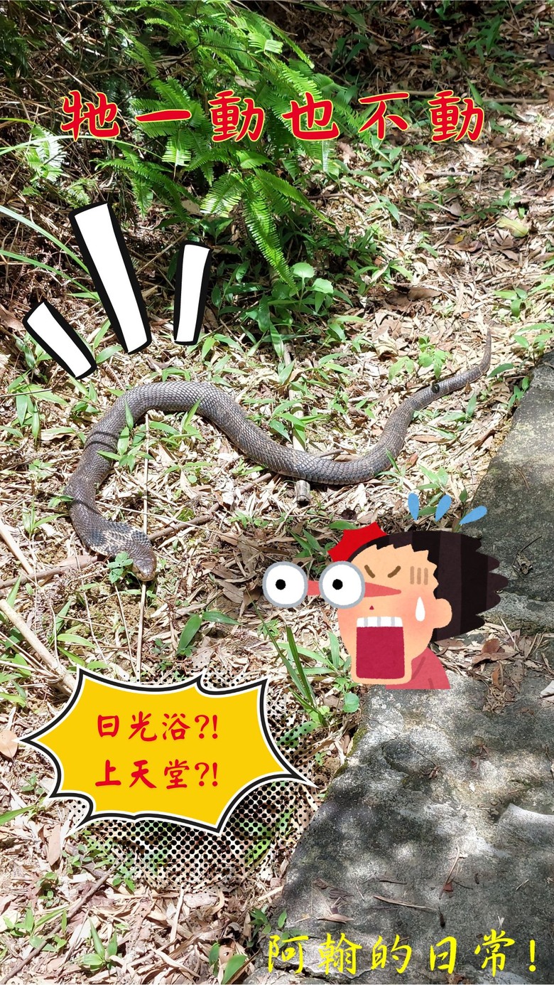 [2024 台北大縱走第五段] 捷運劍潭站 → 碧山巖｜遇到不知死活的眼鏡蛇｜台北市區、山巒美景 盡收眼底