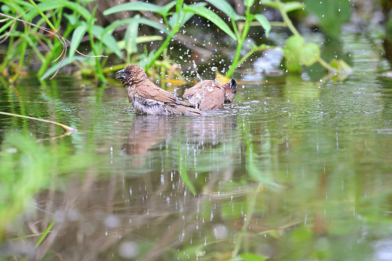 Z9+663梅雨季拍燕子，介紹落日灣、右岸濕地、鵬村濕地和鳥仔咖。加映Z6III拍燕子及崁頂生態公園。