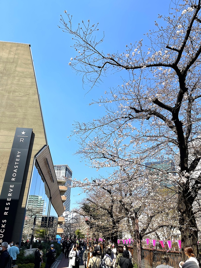 點我看大圖 <日本>2023東京放飛自我~中目黑星巴克旗艦店的春櫻與夏葉