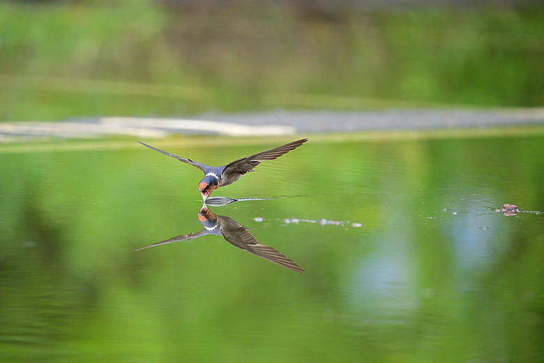 Z9+663梅雨季拍燕子，介紹落日灣、右岸濕地、鵬村濕地和鳥仔咖。加映Z6III拍燕子及崁頂生態公園。