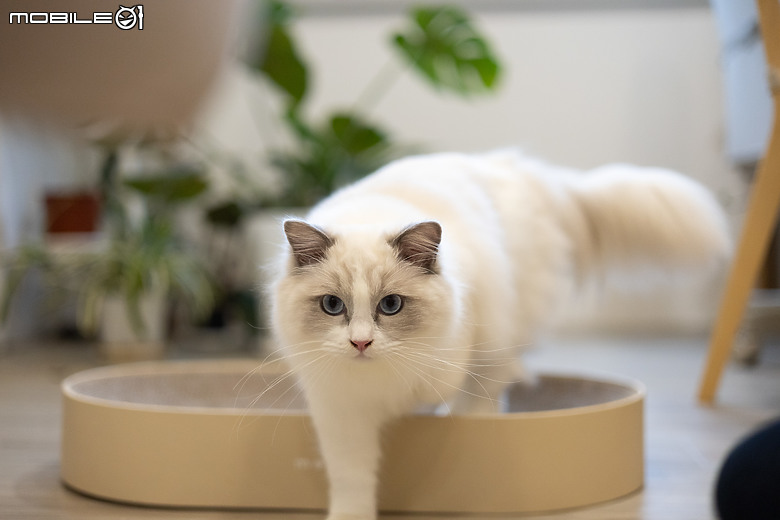 Canon R6II+RF50 1.8貓咪拍攝分享
