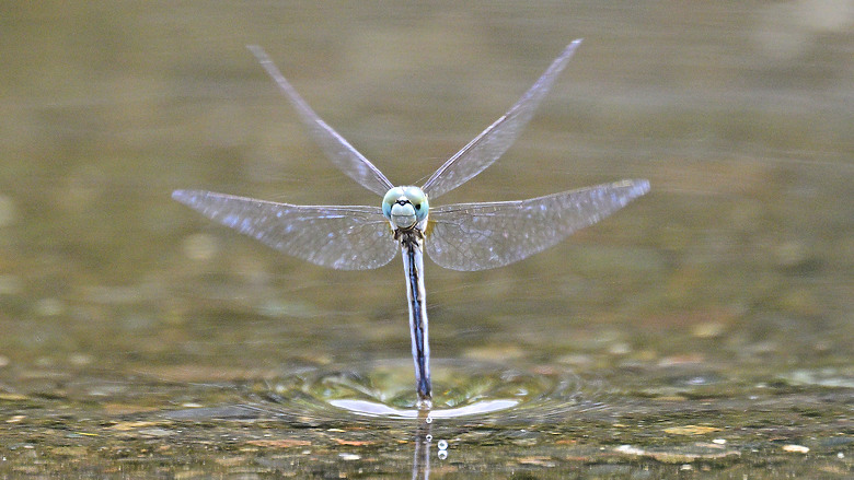 Z9+663梅雨季拍燕子，介紹落日灣、右岸濕地、鵬村濕地和鳥仔咖。加映Z6III拍燕子及崁頂生態公園。