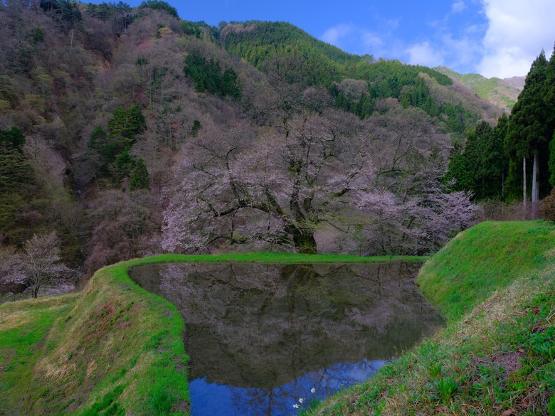 日本自駕賞櫻行