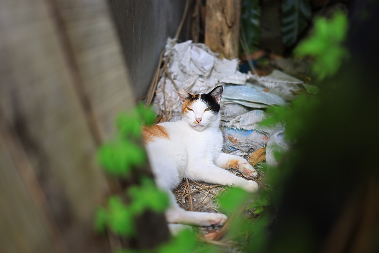 Canon RF 35mm f/1.4L VCM 評測報告｜攝錄一體、更輕更小更強大！