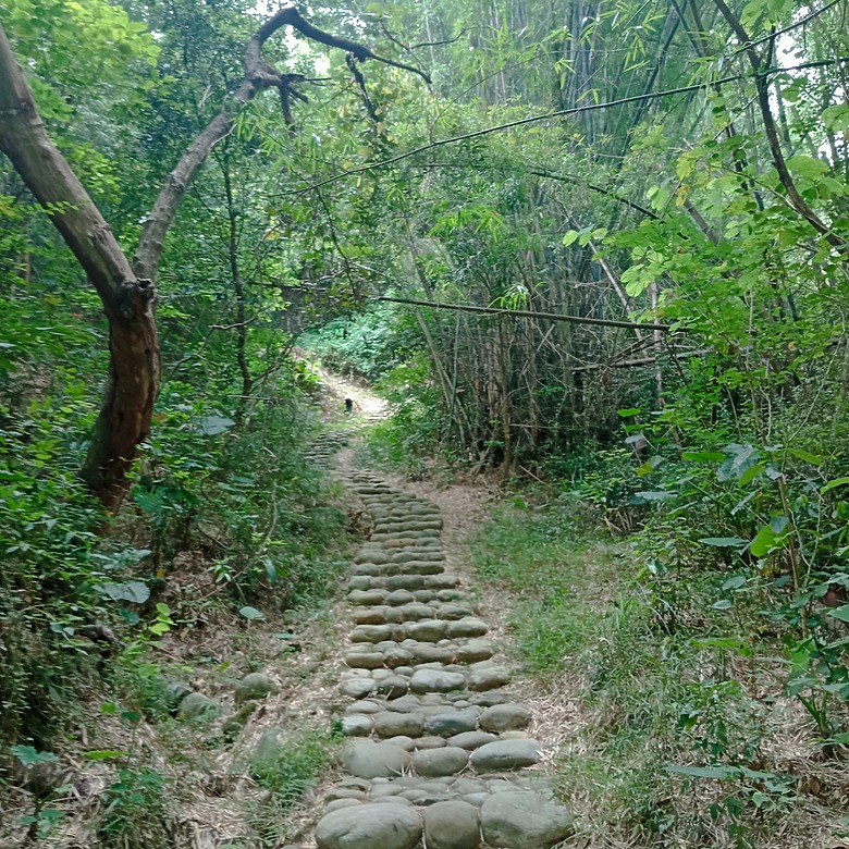 豐原公老坪蜈蚣崎登山步道，舒適遼闊低難度的登山步道
