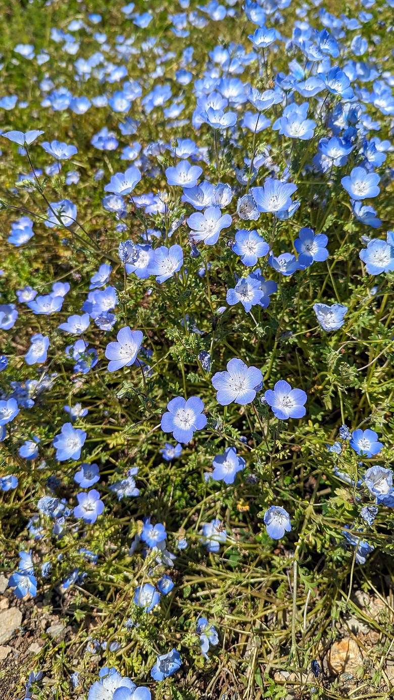 點我看大圖 【大阪】初訪粉蝶花 | 天海花的藍色交響曲