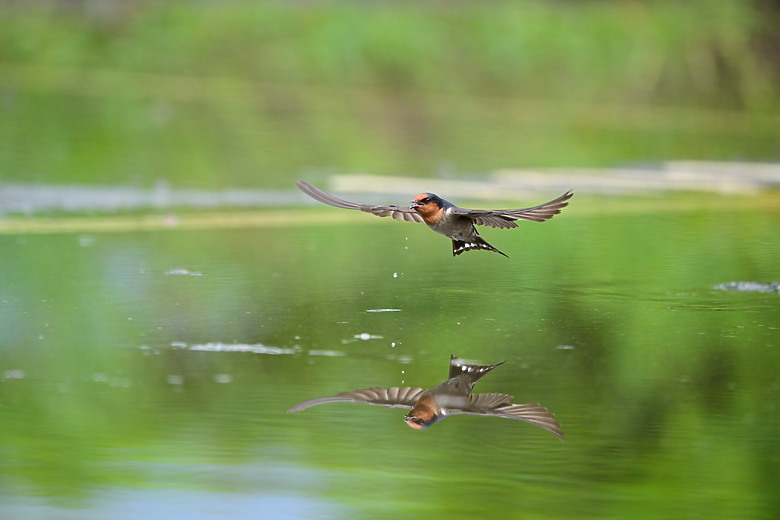 Z9+663梅雨季拍燕子，介紹落日灣、右岸濕地、鵬村濕地和鳥仔咖。加映Z6III拍燕子及崁頂生態公園。