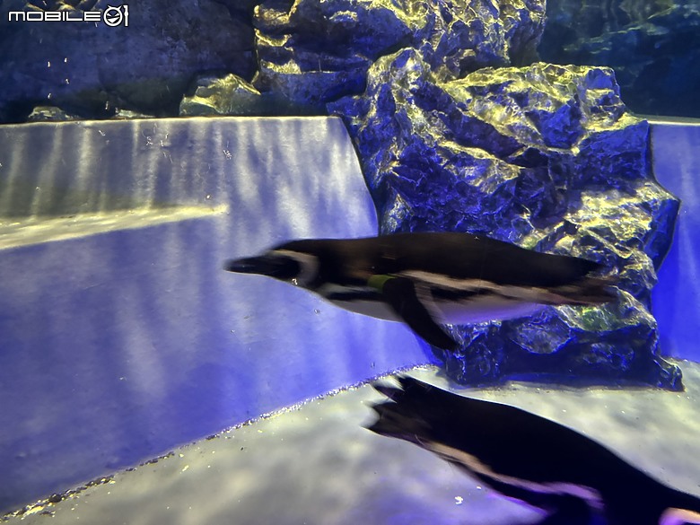 東京之旅｜東京晴空塔下的神祕的海洋奇妙冒險：墨田水族館一遊