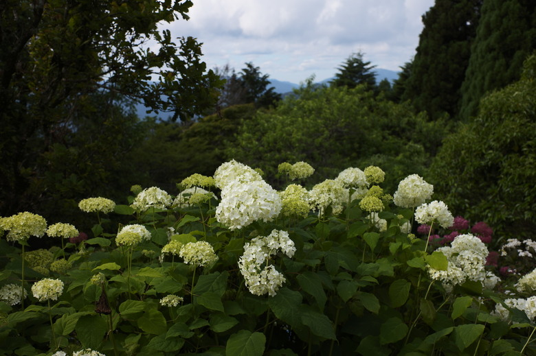 M11+七枚－隨便亂走亂拍比叡山花園美術館