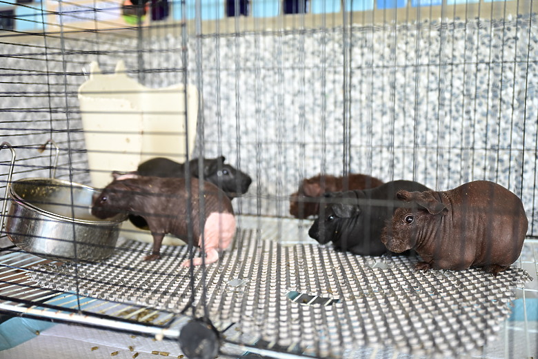 Z9+663梅雨季拍燕子，介紹落日灣、右岸濕地、鵬村濕地和鳥仔咖。加映Z6III拍燕子及崁頂生態公園。