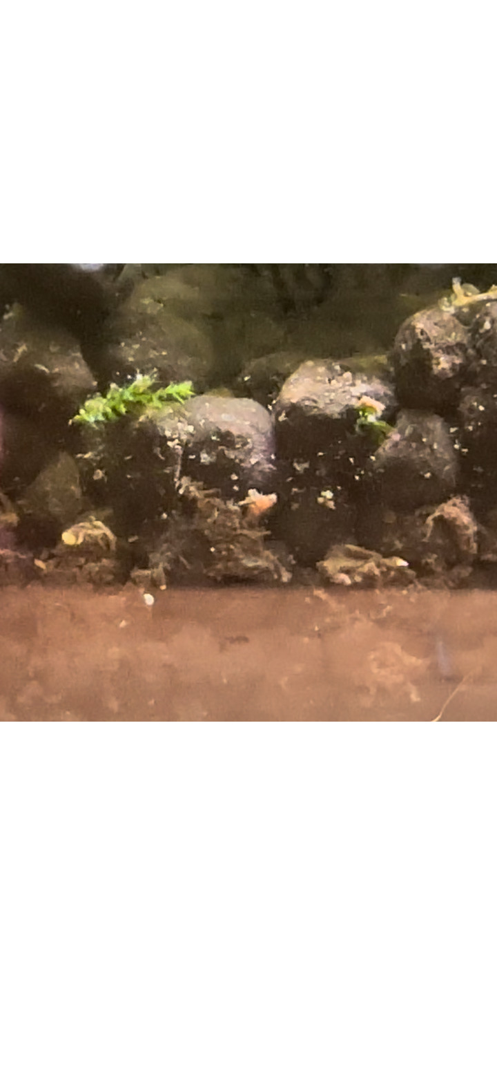 魚缸出現小白點蟲