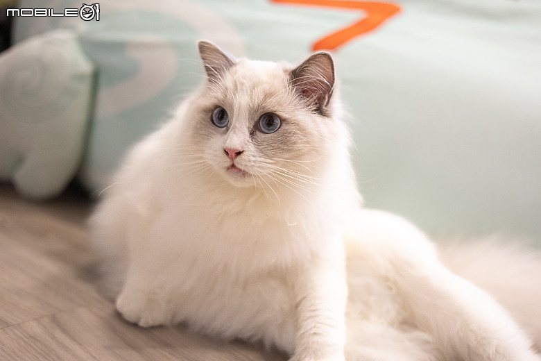Canon R6II+RF50 1.8貓咪拍攝分享
